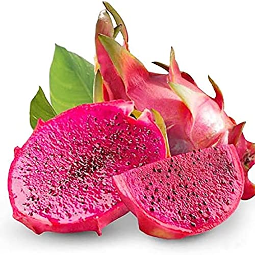 Qauzuy Garden 200 Mixed Dragon Fruit Seeds Pitahaya Pitaya Strawberry Pear Seeds, Non-Gmo Heirloom Fruit Seeds, Highly Nutritious & Easy To Grow #TOP2