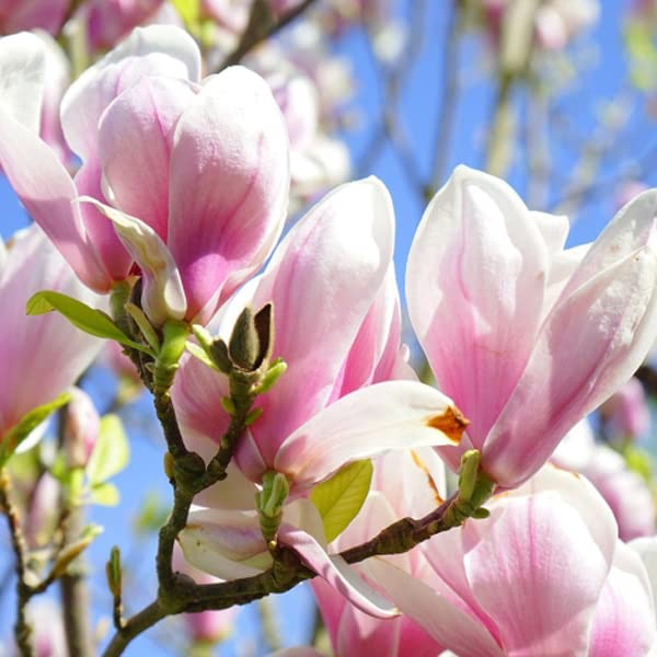 Magnolia 'George Henry Kern' – Magnolia 'George Henry Kern' – Maceta de 50 – 60 cm – Árbol decorativo en flor