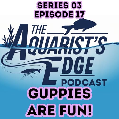 Why Guppies Are So Fun to Keep - Colour, Personality, Easy Care & Fry Surprises