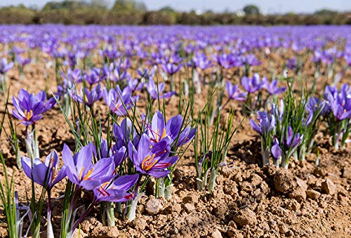 Image of IMP. Saffron | Crocus Excellent Quality Flower Bulbs for Attractive Aromatic Flowers Home Outdoor Gardening Plants Flowering Bulbs (pack of 12, Sativus Saffron)