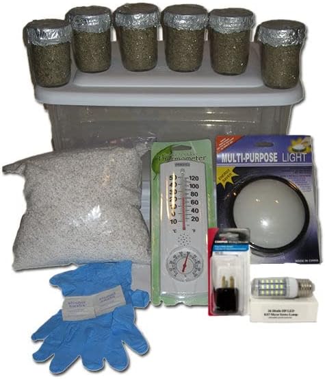 Amazon.com : Beginners 6 Jars Shroom Growing Kit - Everything You'll ...