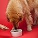 The Missing Link Senior Dog Supplement 1lb Bag - Powerful Powder Supports Bones, Joints, Skin, Coat, Heart, Eyes, Memory & Cognition