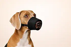 Focinheira Pet de Nylon para Cães – Segurança, Conforto e Controle no Dia a Dia (GG)