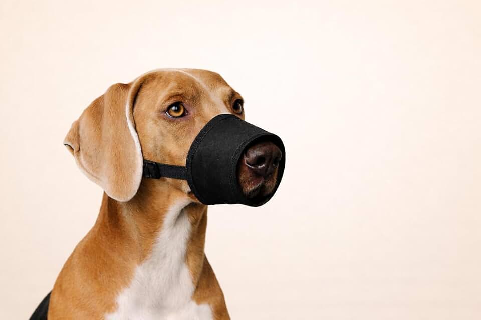 Focinheira Pet de Nylon para Cães – Segurança, Conforto e Controle no Dia a Dia (GG)