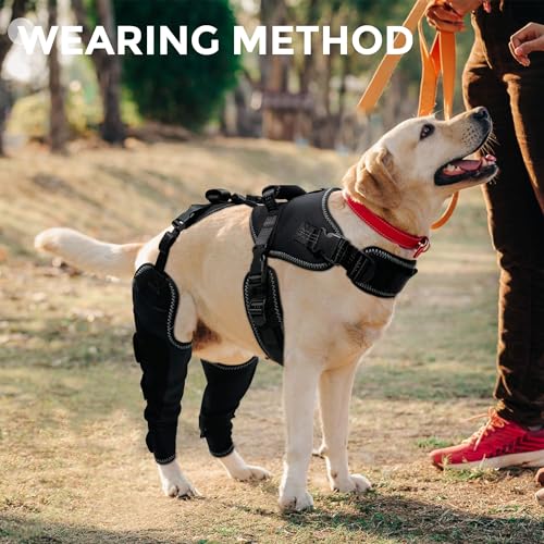 Genouillère pour chien pour LCA et arthrite | Support de jambe arrière réglable