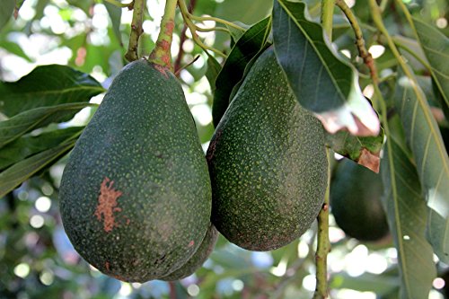 9EzTropical - Little Cado Dwarf Avocado - Grafted Tree - 1 Feet Tall - Ship in Plastic Bag - Thumbnail 2