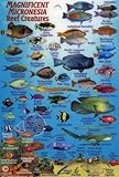 Micronesia Coral Reef Creatures Guide Franko Maps Laminated Fish Card 4