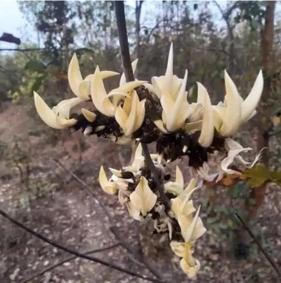 ROOTTRICK Palash/Butea Flowering Tree Plant Rare Exotic (Dwarf White) Colour18Inchi Height (B0CJTZZ8H2) Amazon Price History, Amazon Price Tracker