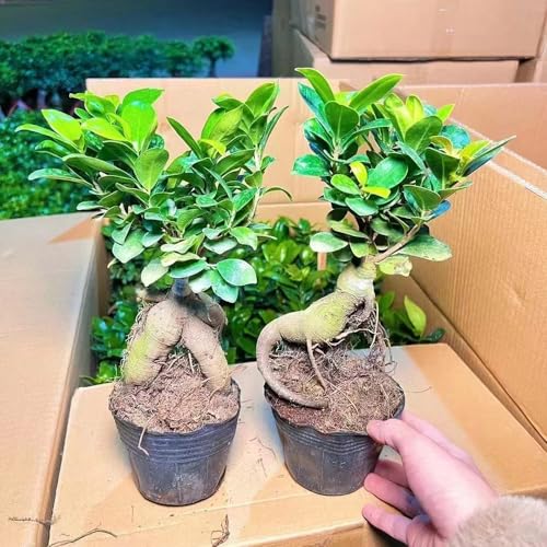 50 stuks ficus ginseng bonsaizaden, Echte bonsaiboom, cadeau voor tuinliefhebbers (Ficus microcarpa) bodembedekker, rotstuinplanten Bonsai, bodembedekkerzaden winterhard tuin, exotische - Afbeelding 3