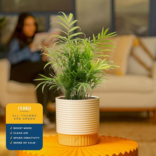 Image of Costa Farms Parlor Palm Live Plant in Decorative Pot, Air Purifying Indoor Houseplant, Perfect for Home, Room, or Office Decor, Great House Warming or Birthday Gift, 14-18 Inches Tall