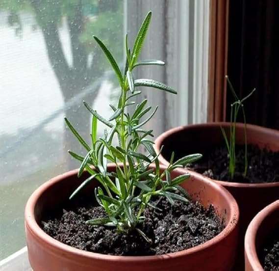 Image of Live Rosemary Plant with Pot | Rosmarinus Officinalis Aromatic Herbal Plant | Medicinal Herb for Kitchen Garden Food Salad Cooking | Fragrant Evergreen Plant for Home Garden | Pack of 1