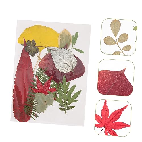 TEHAUX 2 Peças 1 Material De Gravação De Flores Secas Folhas Prensadas Vívidas Outono Outono Folhas