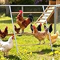 ANNDING Large Chicken Roosting Bars, 55 Inch Chicken Perch for Coop with Metal Frame, Sturdy Roosting Ladder for Hens, Chicken Coop Accessories and Toys for Backyard Poultry, Easy to Clean