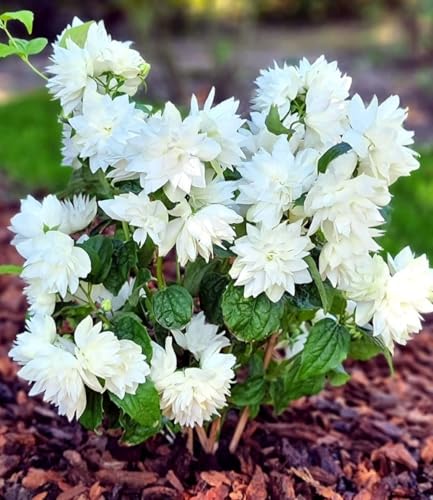 BALDUR Garten 1x Duftender Gartenjasmin 'Pearls of Perfume®', Pflanze im 9x9 cm-Topf, dekorative, gefüllte Blüten, betörender süßer Duft, winterhart & pflegeleicht, mehrjährig, ideal für Beet & Kübel