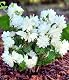 Baldur Garten Duftender Gartenjasmin