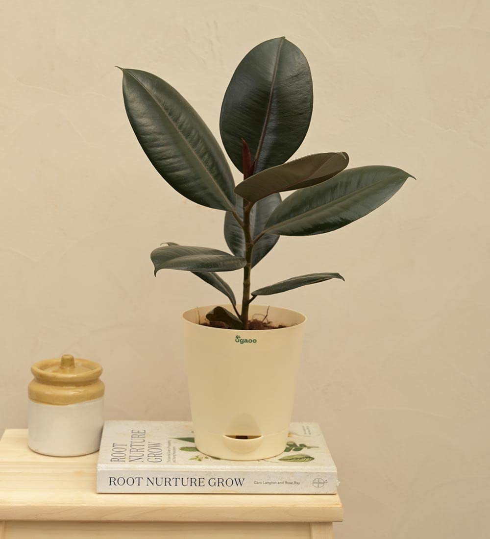 UGAOO Rubber Natural Live Indoor Plant - Medium (B09PF1N4P3) Amazon Price History, Amazon Price Tracker