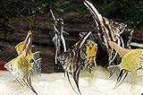 Aquarium Plants Discounts Fancy Mixed Angelfish...