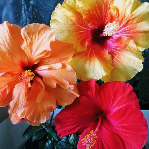 200 piezas semillas hibisco - de jardín jardín de semillas del prado