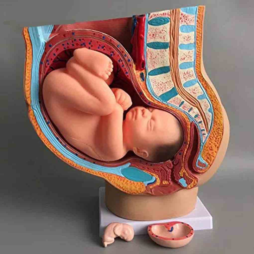 Xiaoxu Modelo anatómico de Pelvis para el Embarazo. Modelo didáctico para partería. Incluye un Modelo de feto a término extraíble, anatomía de la Placenta y más de 40 Puntos de Referencia anatómicos.
