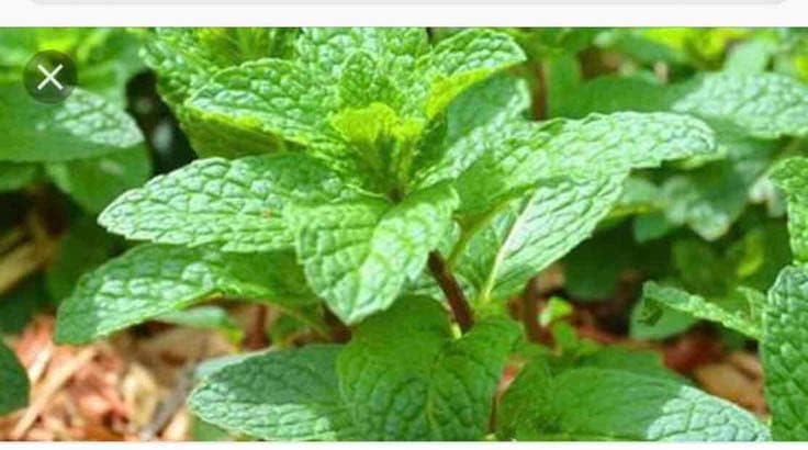 Miniatura 4 de Más de 500 Sombrero Giong Rau Hung Lui Hierba de menta vietnamita Sin OGM Plantación fácil y simple