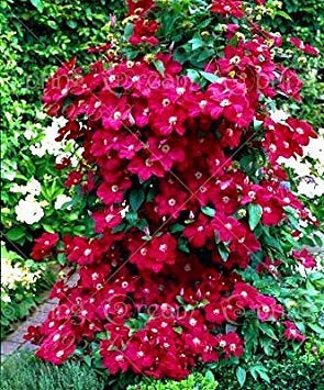 Bulbos Clematis Reales, (No Clematis Seeds), Bonsai bulbos de Flores Escalada Planta perenne Flores Clematis bulbosa raíz PC 1 12 Cover