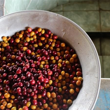 Antsti Fuel Peru San Ignacio Café en Grano Tostado Medio 453 g miniatura 6