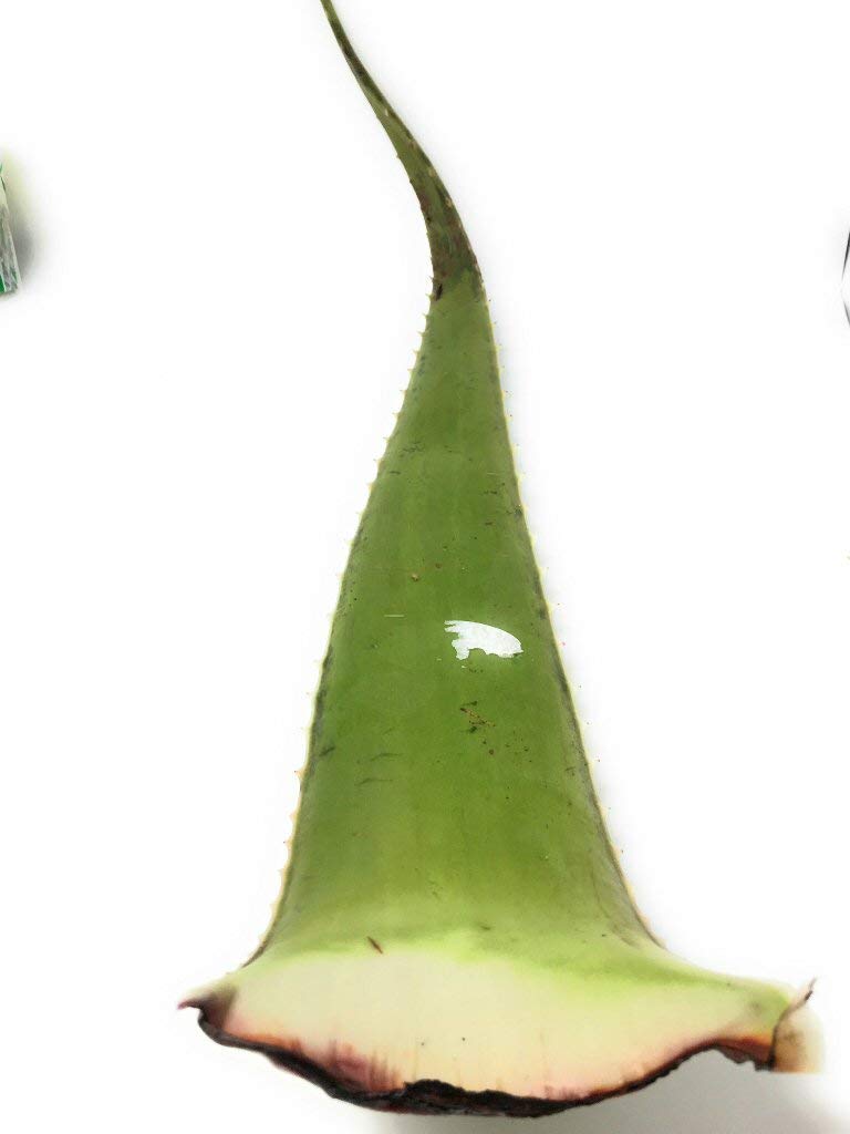 Organic Aloe Vera Leaf, One Medium | Grocery Pickup & Delivery | Whole  Foods Market