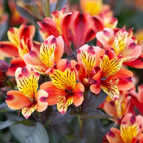Hardy Alstroemeria Indian Summer x 3 Jumbo Plug Plants