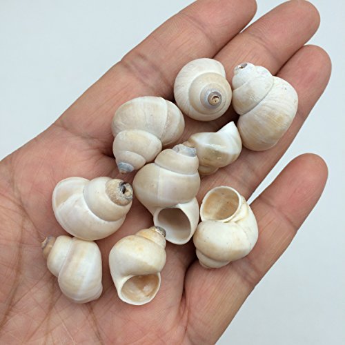 PEPPERLONELY Small Land Snail Sea Shells 4 OZ Apprx.180+ PC Shells 3/4 Inch ~ 1 Inch