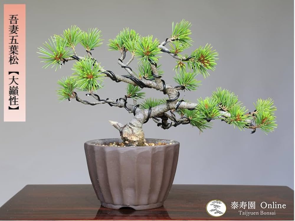 Amazon.co.jp: 吾妻五葉松『大巓性』小品盆栽【泰寿園Online