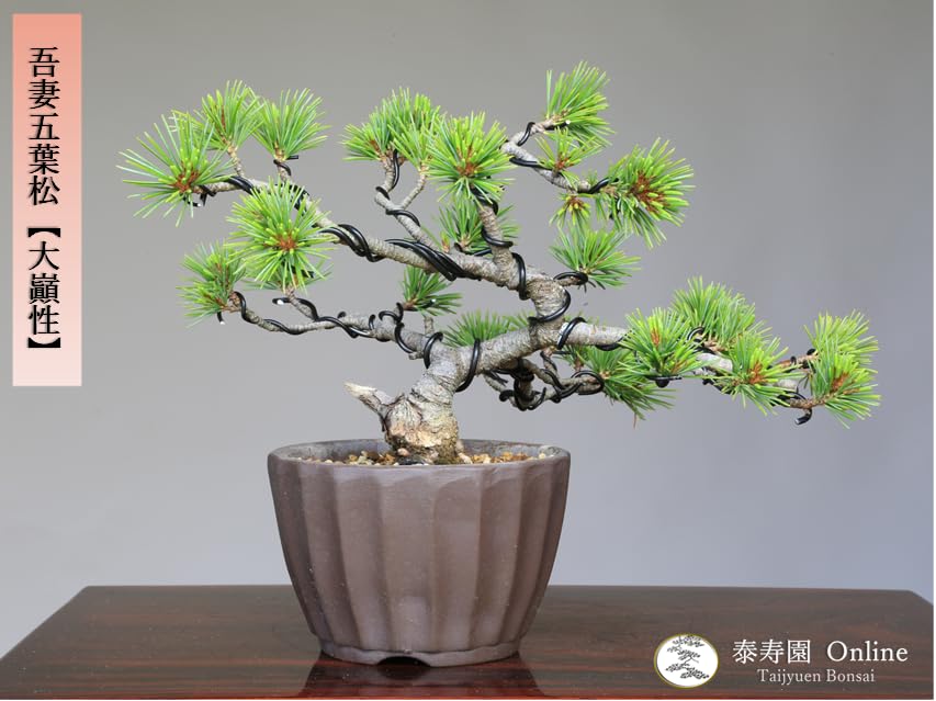 石*業様 【中品盆栽】吾妻五葉松 吾妻五葉松【大巓性】実生石付き仕立ての小品盆栽になります