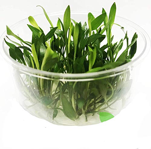 Buy Cryptocoryne wendtii