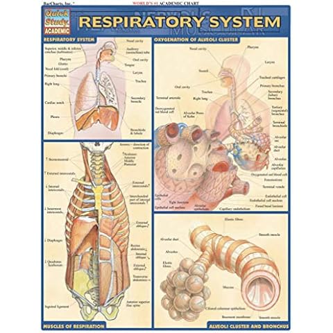 Respiratory System (Quick Study: Academic) Cover