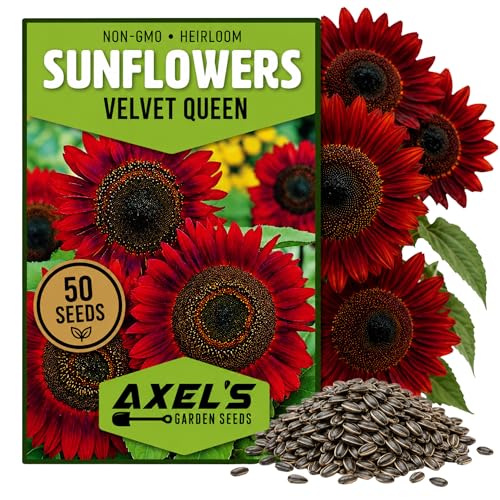 Red Sunflower Seeds for Planting - 50 Heirloom Non GMO Velvet Queen Flower Seeds Plant & Grow Home Outdoor Annual Garden - 1 Packet