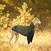 Windhund Pullover Galgo, Leichter Windhund Mantel Winter Windhund-Schlafanzug Hundejacke Dehnbarer Fleece Pullover mit Ärmel(Armeegrün, XL)
