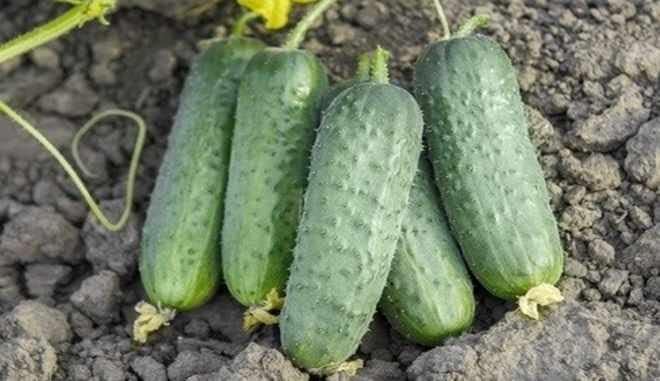 Miniatura 6 de Semillas Pepino Titus F1 Pepinillo - Polinizado abierto - Vegetales tradicionales - Sin OGM