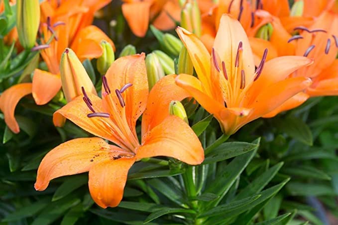 Asiatic Lily (Sunderland) Imported (Orange) Flower Bulbs by Andhagnai Greens (Pack Of 10 Flower Bulbs) 3