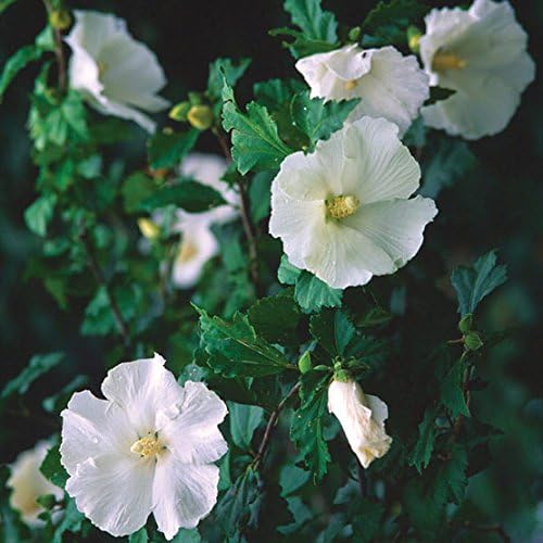 Miniatura 3 de ROSA DE SHARON White-Diana "Hibiscus Syriacus" 20+Semillas Perennes