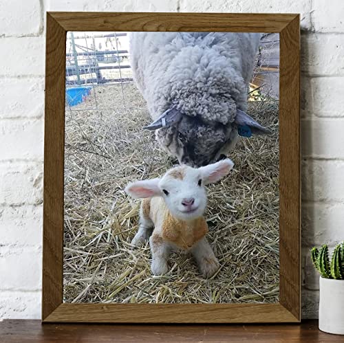 "Baby Lamb With Momma Sheep"-8 X 10" Funny Farm Animals Print Wall Art -Ready To Frame. Fun Decor For Home-Office-Classroom-Nursery. Perfect Photo For Farmhouse & Animal Themes! Great Christian Gift! #TOP3