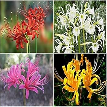 Lycoris.　0331 Buy Cellecor M10 Vision Super Amoled Smart Watch