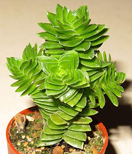 Portal Cool Crassula CV Estagnol 1X Pianta grassa Taglio Clone 2-3cm Propagazione Xpc
