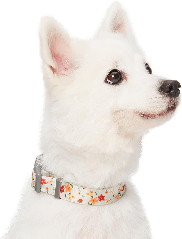Amazon Brand - Umi Made Well - Collar para Perros con Estampado de Flores L, Cuello 45-66 cm, Collares Ajustables para Perros (Marfil)