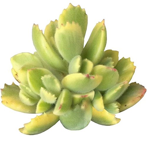 Variegated Bear Paw Succulent Cotyledon Ladismithiensis (2 Inch) Rare Healthy Live Succulent #TOP13