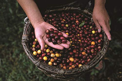 Image of Lavazza Tierra Organic for Planet Whole Bean Coffee, Light Roast, 100% Arabica, 2.2 lb Bag (Pack of 6)