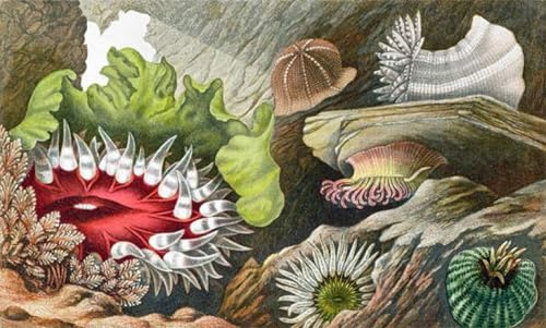 Tableau Toile Art Philip Henry Gosse par SERENDIPITP Décoration Murale 60x90cm