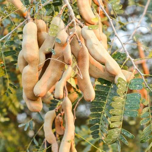 Tamarind Plant Live, Tropical Sweet Fruit Tree, 2-3 Ft Tall, 1 Gallon Pot