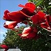 TROPICA – Albero del corallo (Erythrina crista-galli) – 6 Semi- Magic tropical