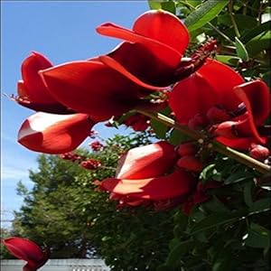 TROPICA – Albero del corallo (Erythrina crista-galli) – 6 Semi- Magic tropical