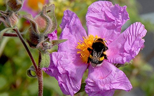 25 Tauric Rock Rose, (SEEDS) CISTUS incanus ssp. tauricus,