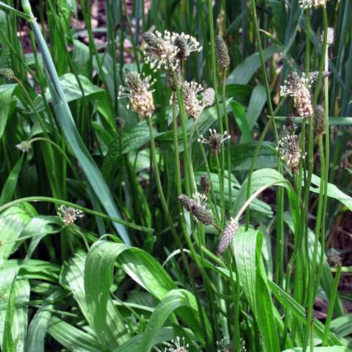 100 Graines PLANTAIN Lancéolé - Fleur Jardin Plante VIVACE - Plantago Lanceolata - 245 100 Graines PLANTAIN Lancéolé - Fleur Jardin Plante VIVACE - Plantago Lanceolata - 245